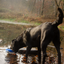 Wild Life Dog Ente