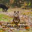 Wild Life Dog Kaninchen