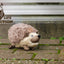 Wild Life Dog Igel