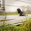 Wild Life Dog Rabe