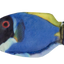 Wild Life Cat Blaue Doktorfisch