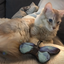 Wild Life Cat Blauer Schmetterling