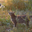 Wild Life Cat Libelle