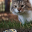 Wild Life Cat Hummel