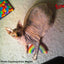 Yeowww! Rainbow