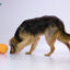 Petsport Kingpin Kibbler Schwarz