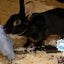 CoolPets Cooling Ice Penguin