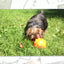 Jolly Jumper Orange M (10 cm)