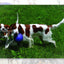 Jolly Romp-n-Roll Rot S (11 cm)