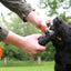 Dog Comets Meteor Wurfstock Orange S