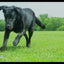 Chuckit! Whistle Flight
