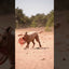 Dog Comets UFO Flyer Rosa