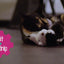 Robocat Frosch
